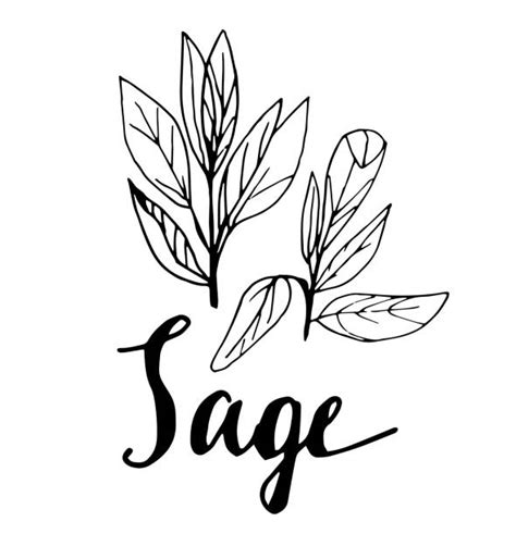 Sage Plant Illustrations Royalty Free Vector Graphics