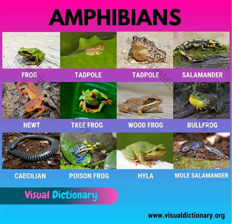 Types Of Amphibians List