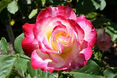 Delight Double Rose Roses Tea Hybrid Rosa