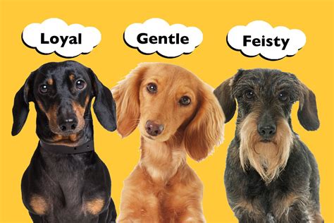 Do Smooth Long And Wire Haired Dachshunds Have Different Personalities