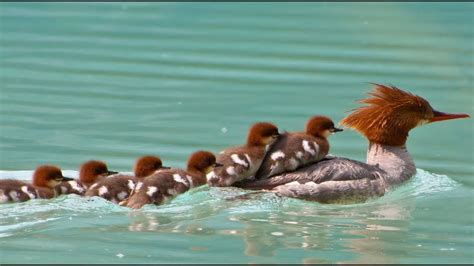 Nine Speedy Ducklings Merganser Goosander Baby Ducks With Mom Youtube