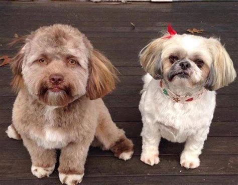 Twitterati Believe That This Dog Has A Human Face What Do You Think