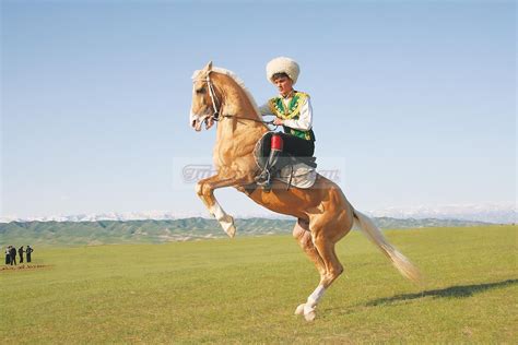 The Celebration Of The Day Of Akhal Teke Horse Or Turkmen Horse Akhal