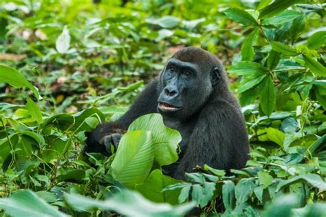 Trip Report Wildlife Of The Republic Of Congo Reef And Rainforest Tours