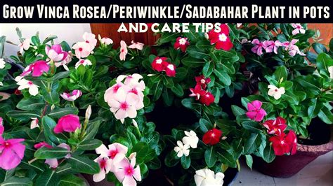 Buy and gift green plants to your loved ones with same day and free the plants online available on our website are potted and are good air purifiers. How to Grow Vinca Rosea/Periwinkle/Sadabahar Plant in Pots ...