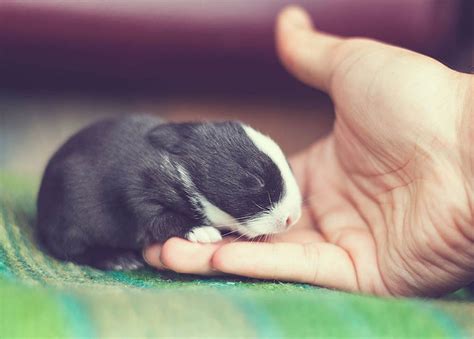 Baby Rabbits Grow Up Mirror Online