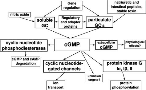Scheme Of Cgmp Signaling Pathways Soluble And Particulate Guanylyl Download Scientific Diagram