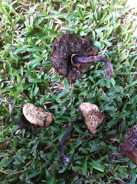 Please Identify Mushroom Hunting And Identification Shroomery