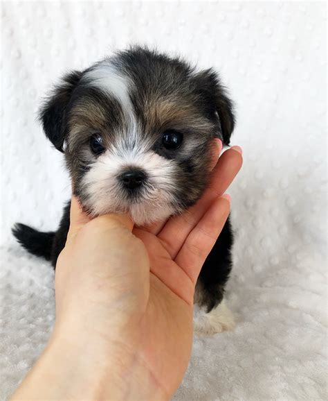 Is it the same puppy as the ad? Parti Morkie Puppy for sale! | iHeartTeacups