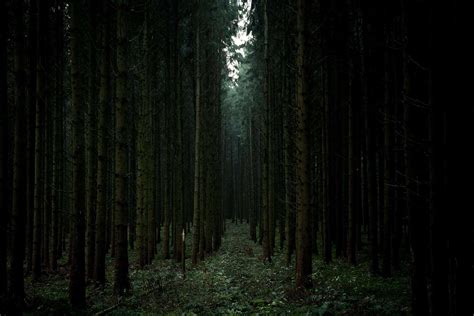 Worlds Most Haunted Forests
