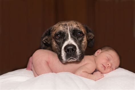 Introducing Dogs And Babies Tips Tricks And Facts Petpedia