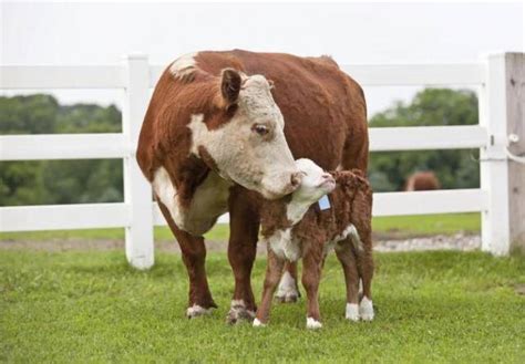 How To Feed Young Cows Profitable Tips And Nutritional Management Of