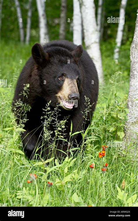 Captive Black Bear Ursus Americanus Sandstone Minnesota United