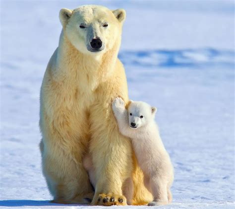 Gambar Hewan Beruang Kutub Gambar Hewan