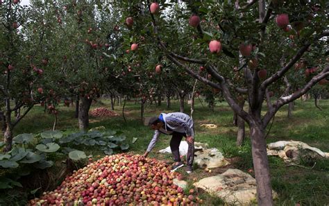 Indias Article 370 Move Sparks Kashmirs Apple Orchard Violence