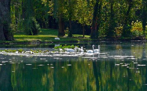 Wallpaper 1920x1200 Px Lake Landscape Nature Reflection Swan