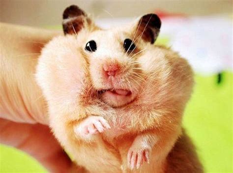 All Funnycutecool And Amazing Animals Funny Hamster