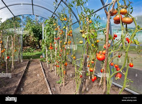 Tomatoes Growing In Organic Greenhouse In Allotment Garden Scientific