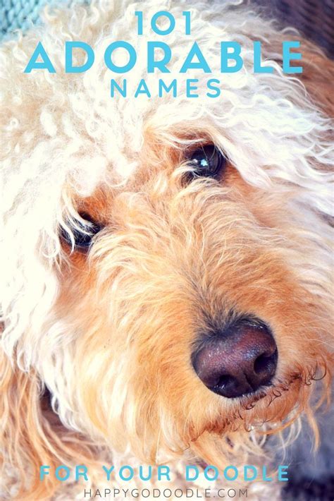 He is the kindest, smartest, easiest to train dog i've ever had!!! 101 Goldendoodle Names That Are Adorable | Goldendoodle ...