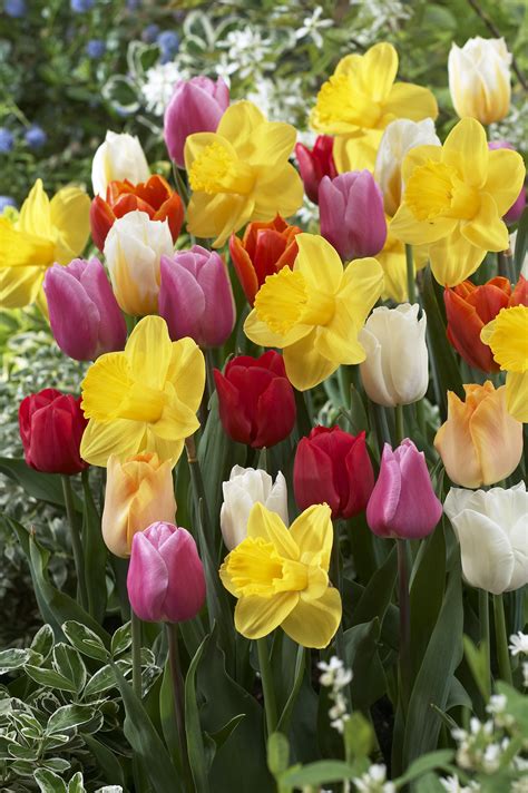American Meadows Blog Bulb Flowers Daffodils Daffodil Bulbs