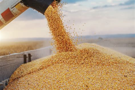 War Weighs On Ukraine Grain Harvest Projections World Grain