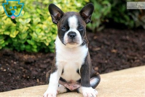 The Mini Boston Terrier Is This Tiny Canine A Great Pet