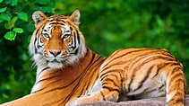 Wallpaper : animals, nature, tiger, wildlife, big cats, Zoo, whiskers ...
