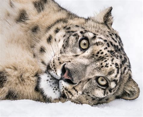 Beautiful Wildlife Playful Snow Leopard By © Abeselom Zerit