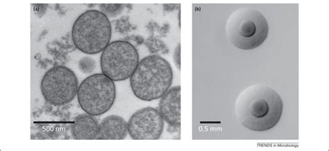 Mycoplasmas And Their Host Emerging And Re Emerging Minimal Pathogens