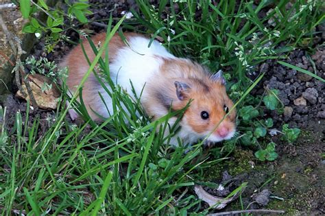 Hamsters In Grass Hamster Grass Animals