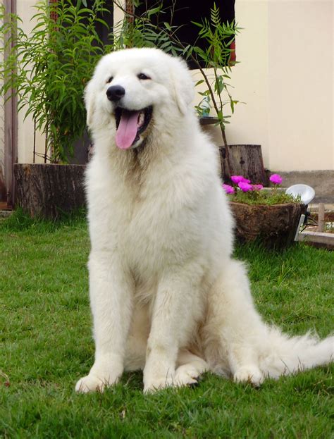 kuvasz  big dog breeds