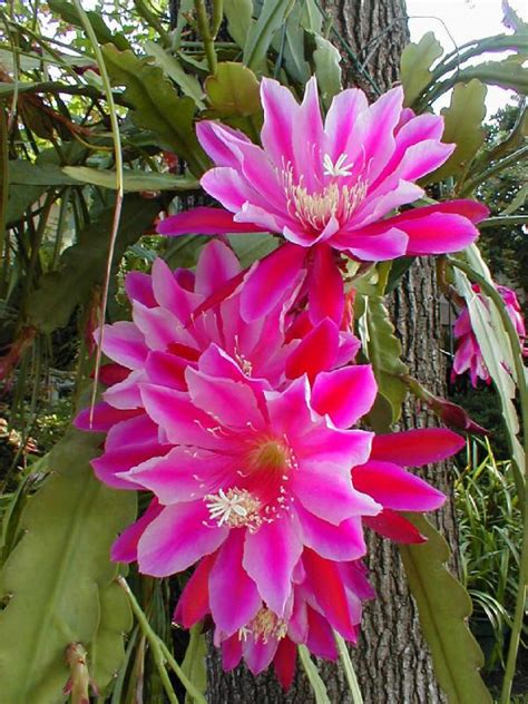 More Rare Tropical Plants Epiphyllum The Orchid Cactus