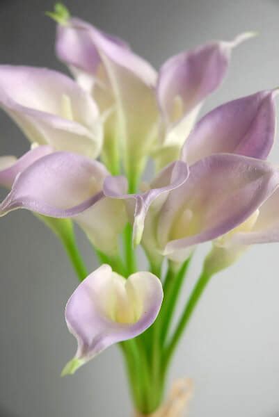 Calla Lily Yellowing Leaves - Calla Lily Leaves Turning Brown