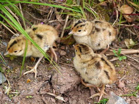 1 Free Bébé Tétras And Baby Grouse Images Pixabay