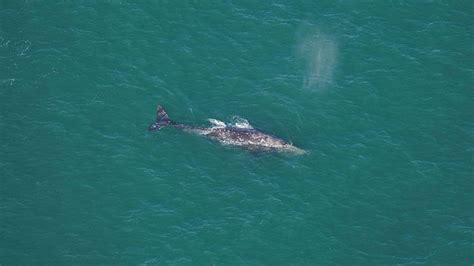 Scientists Spot ‘incredibly Rare Gray Whale Extinct In The Atlantic