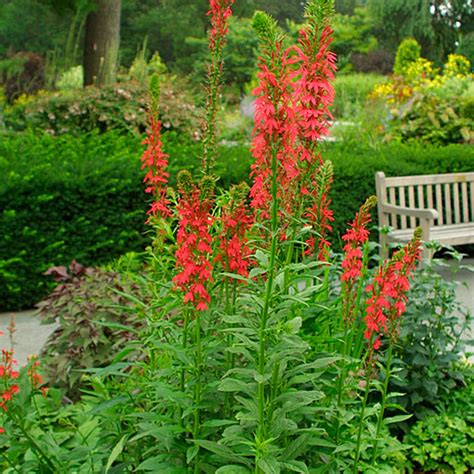 Cardinal Flower Lobelia Cardinalis Live Aquatic Plant