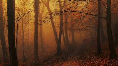 4557572 Forest Morning Fall Atmosphere Leaves Mist Dark Trees