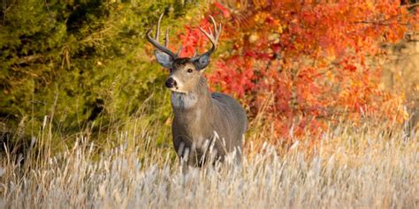 Hunters Will Have Additional Opportunities To Harvest Deer This Season