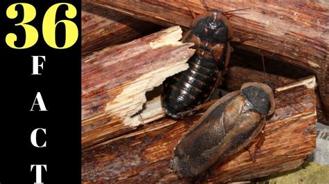 dubia roach breeding 36 facts about dubia roaches youtube