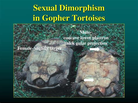 Ppt The Gopher Tortoise Powerpoint Presentation Free Download Id 4211698