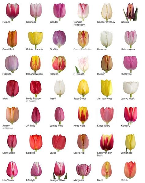 Tulip Varieties Types Of Tulips Tulips Garden Tulips Flowers