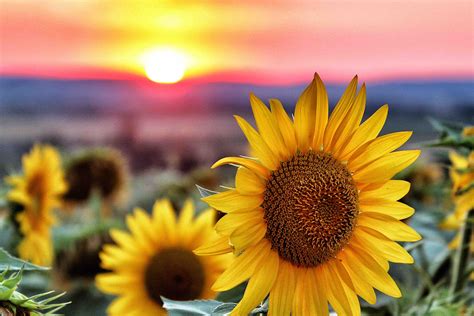 Sunflower Sunset Woodland Counseling Llc