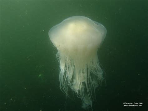 Another type of jellyfish is the fried egg jellyfish or egg yolk jellyfish. McKenzie Bight: Scuba Diving Pictures