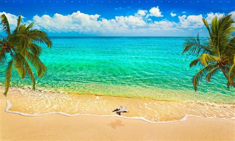 Nature Landscape Sand Beach Sea Palm Trees Birds Flying Clouds