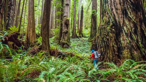 Top 10 Most Beautiful Forests In California