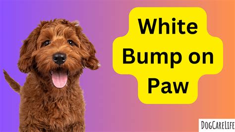 White Bump On Dog Paw Unraveling The Mystery Dogcarelife