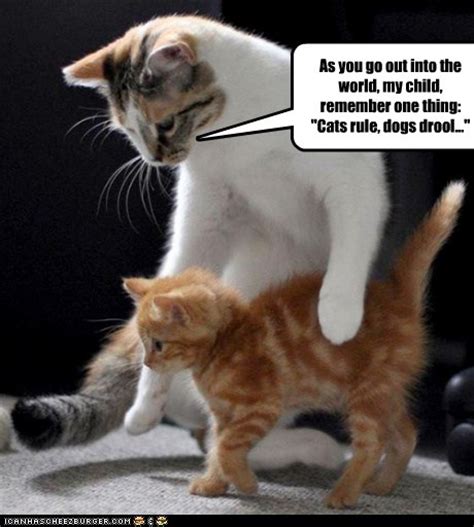 Lolcats Mentor Lol At Funny Cat Memes Funny Cat