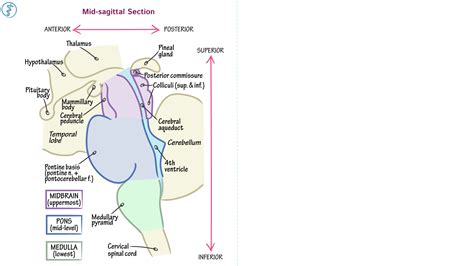 neuroanatomy the brainstem sagittal view ditki medical and biological sciences