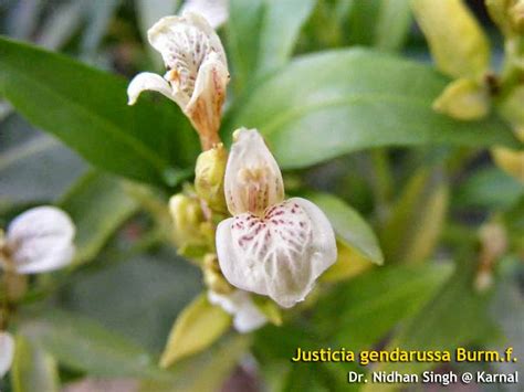 बाकस, bakas, काळा अडुळसा, kala adulasa; Medicinal Plants: Justicia gendarussa, Yapana marron ...