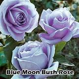 Blue Moon Climbing Rose Images